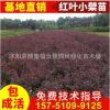 批發紅葉小檗苗 基地直銷工程苗木 彩色苗木 色塊用苗