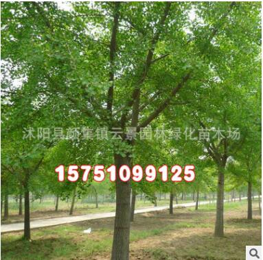 批發銀杏小苗 嫁接銀杏樹苗 白果樹苗 占地白果樹苗