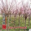 批發(fā)榆葉梅樹(shù)苗直徑5厘米綠化工程苗木榆葉梅盆景花卉