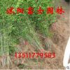 基地直銷(xiāo) 高桿女貞苗木大葉女貞苗 苗圃綠化苗木工程綠化規(guī)格全