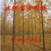 綠化苗木行道樹(shù) 苗圃直銷(xiāo) 銀杏樹(shù)苗 量大優(yōu)惠