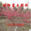 紅葉桃樹(shù)苗批發(fā) 大小規(guī)格齊全 出售花卉苗木