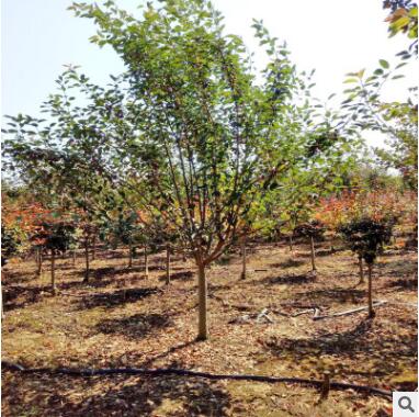 西府海棠 基地直銷 各種規格 紅寶石海棠 垂絲海棠 品種齊全