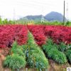 直銷綠化苗木 工程樹(shù)苗 樹(shù)苗庭院小區(qū)日本紅楓三季紅紅楓小苗批發(fā)