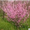 批發(fā)紅花榆葉梅樹(shù)苗3-10公分 庭院公園觀花植物 風(fēng)景樹(shù)
