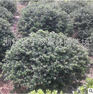 園林綠化工程苗木 龜甲冬青球 大量龜甲冬青色塊苗