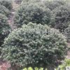 園林綠化工程苗木 龜甲冬青球 大量龜甲冬青色塊苗