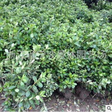 直銷原產地苗木 紫鵑 夏鵑 帶土球 園林綠化苗木 基地供應