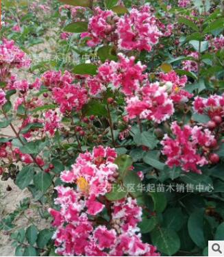 紫薇 紅火箭百日紅叢生喬化 復葉紫薇綠化工程用樹苗