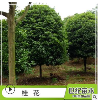 批發桂花樹苗 常綠喬木桂花樹 丹桂 桂花苗批發