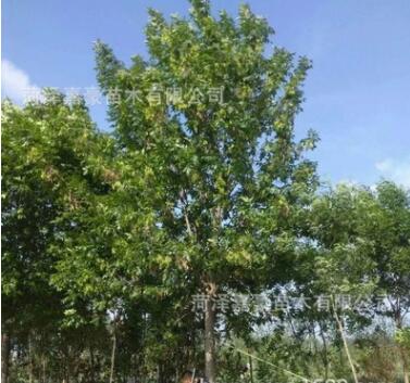 山東白蠟基地 濮陽老式白蠟價格 10-11公分白蠟價格