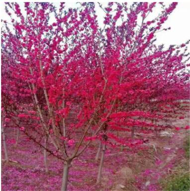 紅葉碧桃樹苗 綠化苗木 工程綠化 紅葉碧桃 花卉