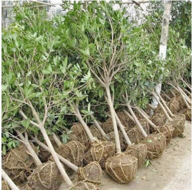 批發(fā)綠化苗木 金桂苗 嫁接苗 等各種苗 金桂苗