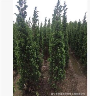 廣東龍柏2米高袋苗。揭陽基地直銷