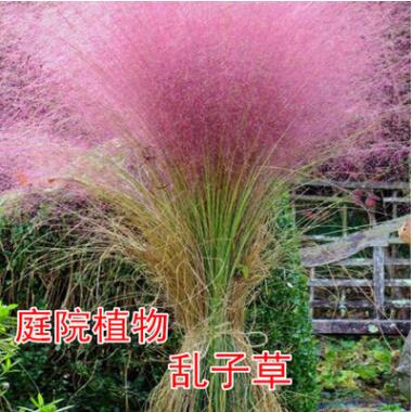 粉黛亂子草種子 多年生觀賞草 特價毛芒亂子草 粉米利草 庭院花卉