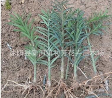 南方紅豆杉 一年苗 壯苗 紅豆杉小苗