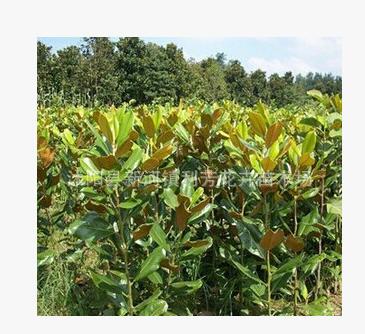 苗木基地供應白玉蘭小苗 工程綠化苗木