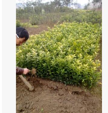 批發(fā)嫁接砂糖橘苗 歡迎來電訂購砂糖橘苗