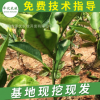 嫁接丑橘樹丑八怪丑柑苗 不知火果樹苗批發 嫁接不知火丑橘苗