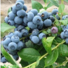 果樹苗木 藍莓苗 北高叢【藍豐】果大味佳 北方耐寒藍莓當年結(jié)果