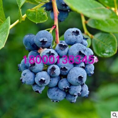 3年南高叢奧尼爾藍莓苗批發 庭院盆栽地栽果樹苗