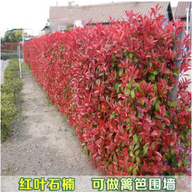 紅葉石楠苗 多規(guī)格觀賞灌木 小苗批發(fā)紅羅賓紅葉石楠籬笆苗