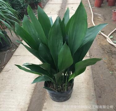 批發一葉蘭 客廳室內水培觀葉植物花卉 四季常青綠植盆景凈化空氣