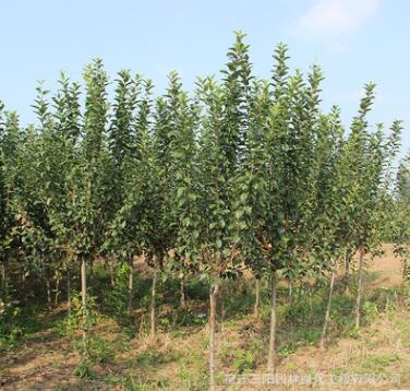 基地批發(fā)西府海棠 北美海棠 木瓜海棠樹苗 海棠盆栽行道樹常綠喬