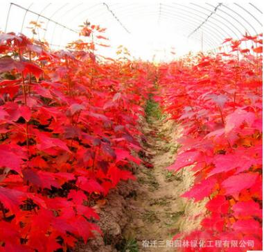 紅楓 中國紅楓樹苗基地供應(yīng) 綠化苗木庭院植物