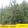 基地種植白皮松 易成活易管理園林綠化用白皮松 白皮松價格優惠