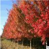現貨供應美國紅點紅楓樹 行道樹綠化紅楓樹規格全 紅楓價格