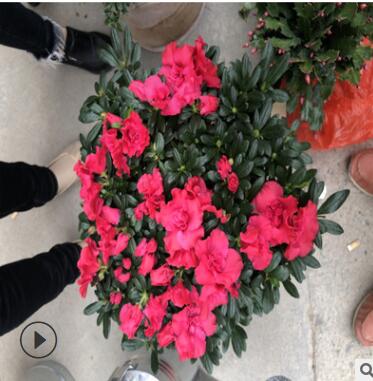 福建花卉 永福花卉 批發(fā) 綠化租擺杜鵑花