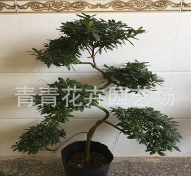 福建花卉永福花卉招財進寶杜鵑花造型盆景室內四季盆栽懸崖盆景