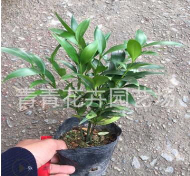 福建花卉 室內觀葉盆景 四季長青植物 批發基地