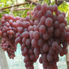 優惠直銷葡萄苗 京亞葡萄樹 外觀迷人商品性好豐產快壽命長直銷