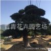 供應：福建花卉 青青花卉園藝 造型羅漢松盆景 別墅造型盆景