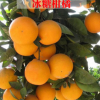 冰糖柑橘樹苗 果皮光滑多汁有香氣 四季熱銷 味甜 地載盆栽果樹苗
