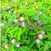 批發工程林木 花海含羞草種子 感應草種子花草種子