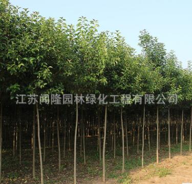 大葉女貞樹苗工程綠化苗木行道點綴庭院種植量大