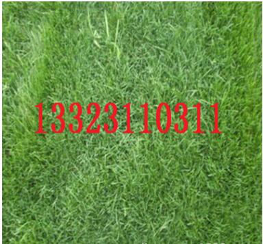 供應(yīng)內(nèi)蒙古地區(qū)專用四季青草坪種子，護坡綠化防沙治塵草坪