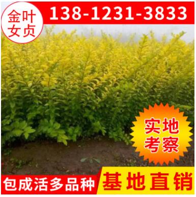 苗圃綠化苗木 金葉女貞2-4分枝 黃葉女貞苗批發(fā) 綠化工程苗木