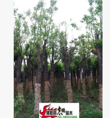 批發(fā) 香樟 香樟樹苗 香樟小苗 小葉香樟苗 香樟基地