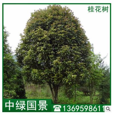 桂花樹價(jià)格 園林綠化常綠喬木 工程綠化 園林造景
