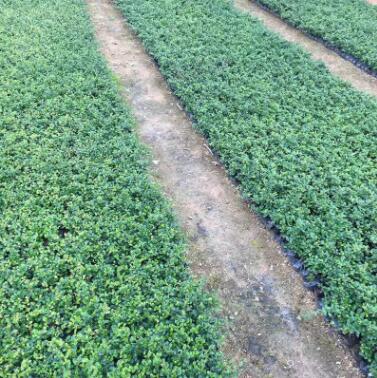 廠家直銷福建茶批發茶花小苗量大從優綠化苗