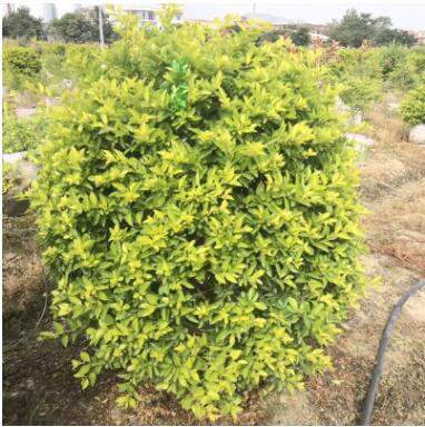 廠家直銷黃金葉批發盆栽杯量大從優樹苗地被園林綠化黃金葉