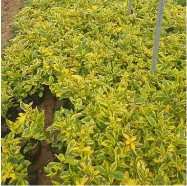 廠家直銷金邊假連翹批發盆栽杯量大從優樹苗一手貨源金邊假連翹