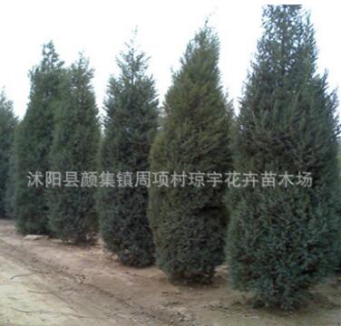 苗圃直銷北京檜柏樹 四季常青 蜀檜 檜柏樹 綠化環境檜柏樹