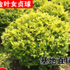 直銷 金葉女貞球 金葉女貞小苗各種規格 色塊綠籬植物 金森女貞球