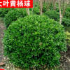 直銷 大葉黃楊球 小葉黃楊球冬青球瓜子黃楊常綠灌木道路工程綠化