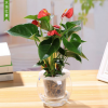 紅掌白掌粉掌一帆風(fēng)順鴻運(yùn)當(dāng)頭綠植花卉桌面小盆栽開(kāi)花植物凈化空